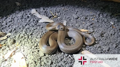 A Grey snake curled up on a gravel floor